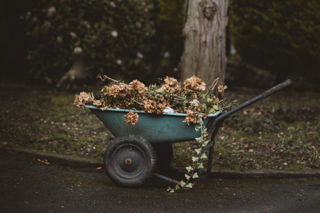 wheelbarrow full of old flowers in a garden